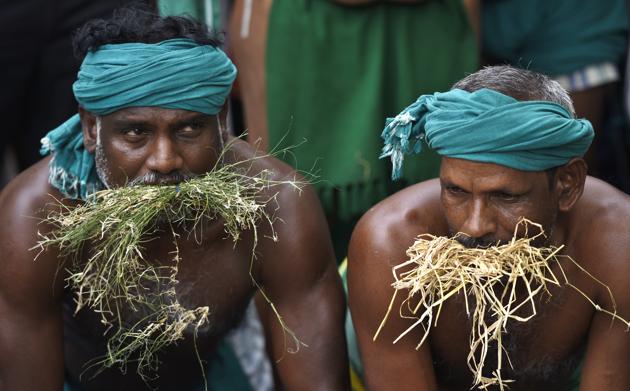 The farmers of Tamil Nadu on Monday ate grass as a symbol of their deteriorating plight, at Jantar Mantar in the national capital. (Sonu Mehta/HT PHOTO)