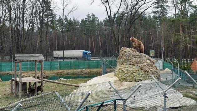 Tortured for years by humans, the animals have received a second lease of life in the city of Zhytomyr in northwestern Ukraine. (Sergei Supinsky / AFP) Tortured for years by humans, the animals have received a second lease of life in the city of Zhytomyr in northwestern Ukraine. (Sergei Supinsky / AFP)