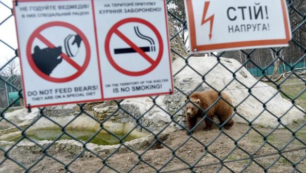 The whole shelter was initially built for only one bear named Nastya, who was seized from her mother when she was three months old and sold to a private zoo.It took two months for volunteers to find her and return her to her birthplace, but Nastya’s mother refused to accept her as her own. (Sergei Supinsky / AFP) The whole shelter was initially built for only one bear named Nastya, who was seized from her mother when she was three months old and sold to a private zoo.It took two months for volunteers to find her and return her to her birthplace, but Nastya’s mother refused to accept her as her own. (Sergei Supinsky / AFP)