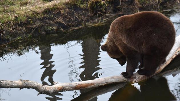 A brown bear stands on a log in an artificial lake in a shelter for bears rescued. (Sergei Supinsky / AFP) A brown bear stands on a log in an artificial lake in a shelter for bears rescued. (Sergei Supinsky / AFP)