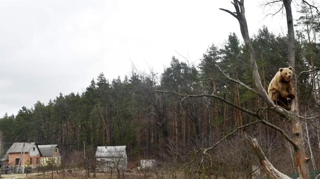 Four Paws plans to open another large shelter for bears in the western Lviv region in September 2017 to bring them closer to their natural habitat. (Sergei Supinsky / AFP) Four Paws plans to open another large shelter for bears in the western Lviv region in September 2017 to bring them closer to their natural habitat. (Sergei Supinsky / AFP)