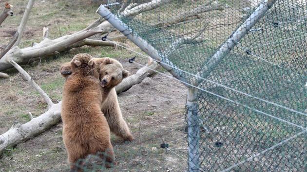 Brown bears play in a shelter for bears rescued from circuses and private restaurants of Ukraine, near Zhytomyr, some 150km west of Kiev. (Sergei Supinsky / AFP) Brown bears play in a shelter for bears rescued from circuses and private restaurants of Ukraine, near Zhytomyr, some 150km west of Kiev. (Sergei Supinsky / AFP)