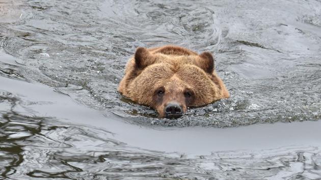 A brown bear swims in an artificial lake in a shelter. (Sergei Supinsky / AFP) A brown bear swims in an artificial lake in a shelter. (Sergei Supinsky / AFP)