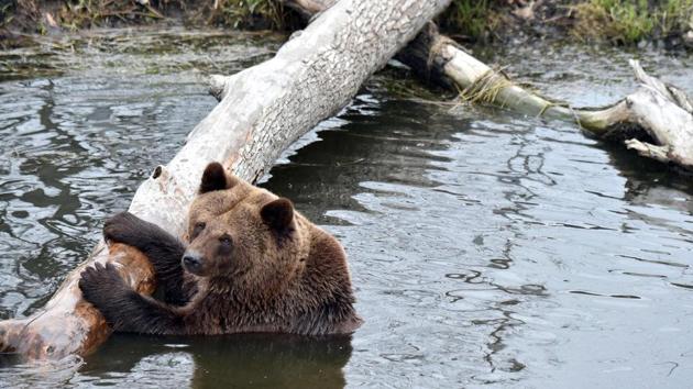 A brown bear relaxes in an artificial lake . (Sergei Supinsky / AFP) A brown bear relaxes in an artificial lake . (Sergei Supinsky / AFP)