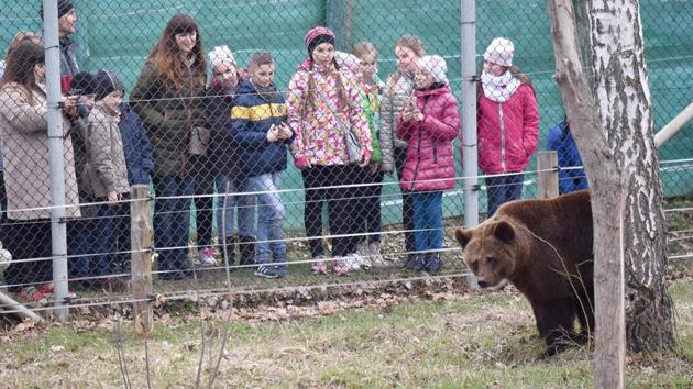 School children look at a bear as they visit a shelter for bears rescued from circuses and private restaurants of Ukraine. (Sergei Supinsky / AFP) School children look at a bear as they visit a shelter for bears rescued from circuses and private restaurants of Ukraine. (Sergei Supinsky / AFP)