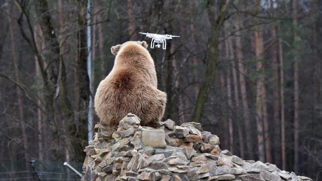 A brown bear reacts to a quadrocopter drone launched by a visitor. (Sergei Supinsky / AFP) A brown bear reacts to a quadrocopter drone launched by a visitor. (Sergei Supinsky / AFP)