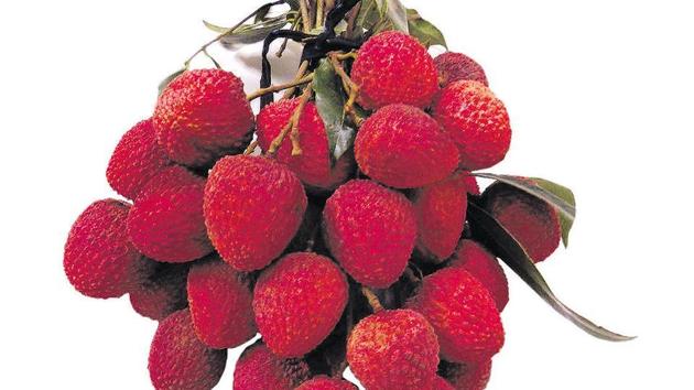 Adverse weather conditions presage a deficient crop of the famed ‘shahi’ litchi of Muzaffarpur in Bihar. (HT file photo) Adverse weather conditions presage a deficient crop of the famed ‘shahi’ litchi of Muzaffarpur in Bihar. (HT file photo)