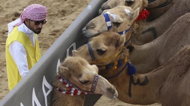 A marshal tries to control the camels behind the start barrier a few seconds ahead of a race at the Al Marmoom Camel Racetrack, in al-Lisaili about 40 km (25 miles) southeast of Dubai, United Arab Emirates. (Kamran Jebreili / AP)