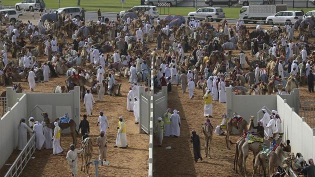 In Dubai, the races are wrapping up this week with the annual Al Marmoom Heritage Festival, which has drawn thousands of camels from across the oil-rich Gulf. (Kamran Jebreili / AP)