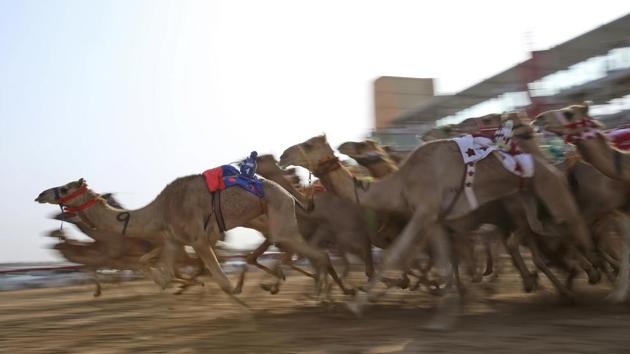 Camel racing: Centuries-old traditions with modern twist ...