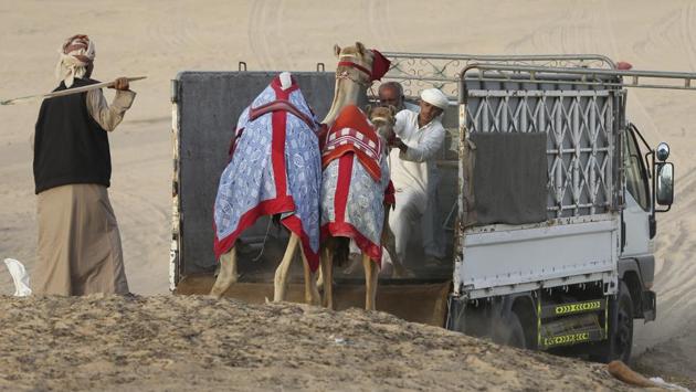 Keepers try to load two camels on a truck at the Al Marmoom Camel Racetrack. (Kamran Jebreili / AP)