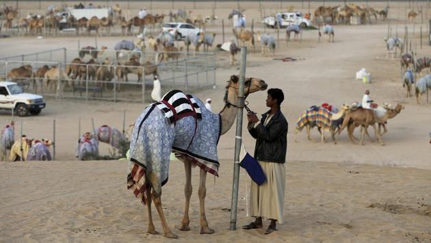 A camel keeper prepares a camel for the morning race near the Al Marmoom Camel Racetrack. (Kamran Jebreili / AP)