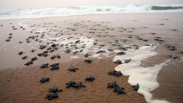 Nearly two lakh hatchlings have emerged out of pits . (Arabinda Mahapatra / HT Photo)