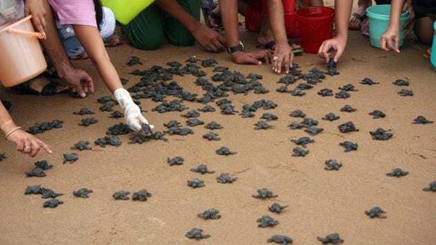 People helping baby turtles to reach to the shores at Rushikulya. (Arabinda Mahapatra / HT Photo)