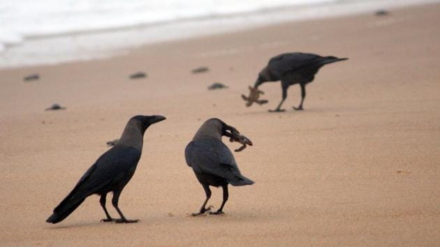 A group of crow enjoying the feast after baby turtles make there way to the shores. (Arabinda Mahapatra / HT Photo)