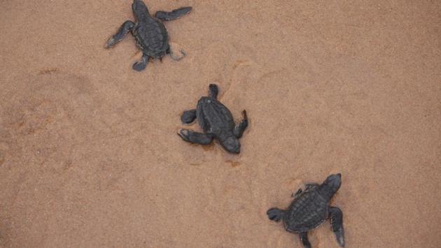 Turtles after emerging from the nests. (Arabinda Mahapatra / HT Photo)