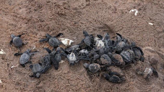Odisha is the mating and nesting ground of 50 percent of the world’s Olive Ridley turtles. (Arabinda Mahapatra / HT photo)