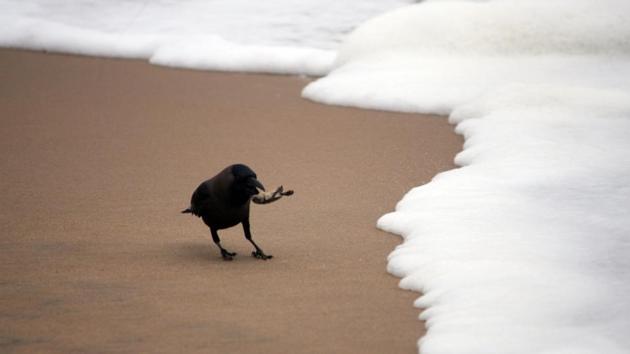 A crow catches a baby turtles that was making its way to the shore. (Arabinda Mahapatra / HT photo)