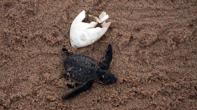 Each year, adult females crawl from the surf of the Bay of Bengal onto Gahiramatha to dig nests . (Arabinda Mahapatra / HT photo)