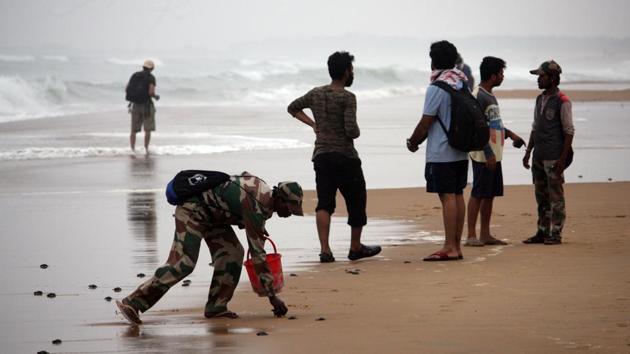 To save the millions of turtle hatchlings who will be heading towards the land instead of the ocean after emerging from the pits, the forest department has cordoned off the nesting beaches with fences. (Arabinda Mahapatra / HT photo)