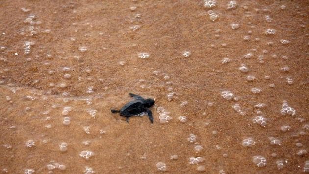 Olive ridley hatchlings reaches the shore. (Arabinda Mahapatra / HT photo)