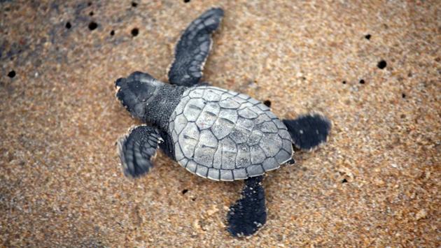 The arrival of more than half a million of turtles on Gahiramatha this year reflects decades of conservation work since sea turtles were put on the endangered species list and declared as a Schedule-1 animal. (Arabinda Mahapatra / HT photo)