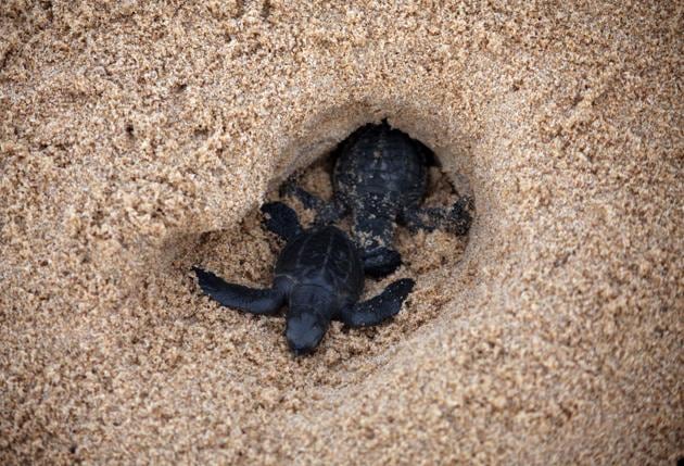 Baby turtles have started emerging from the pits at the Rushiukulya beach in Odisha. (Arabinda Mahapatra / HT Photo)
