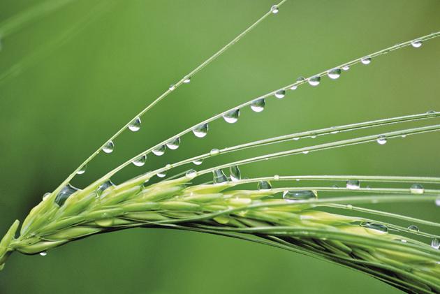 Barley is used for treating rheumatoid arthritis due to its anti-inflammatory effect (Getty images) Barley is used for treating rheumatoid arthritis due to its anti-inflammatory effect (Getty images)