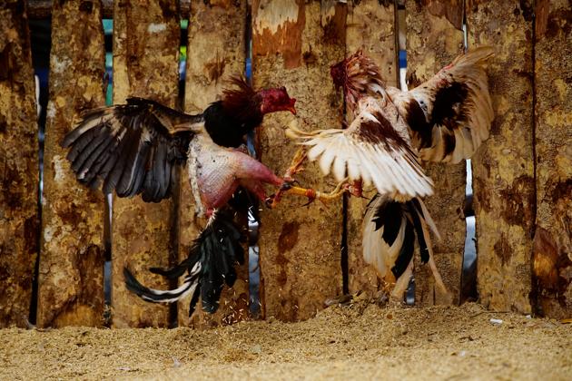 Roosters fight at a cockfighting arena in Moron, central region of Ciego de Avila province, Cuba. (Alexandre Meneghini / Reuters)