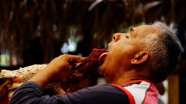 A cockfighting enthusiast uses his tongue to clean the blood of his rooster during a fight at a cockfighting arena in Moron. (Alexandre Meneghini / Reuters)