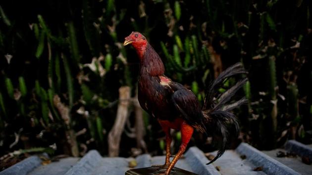 A stuffed rooster is seen at a farmyard at the outskirts of Sandino. (Alexandre Meneghini / Reuters)