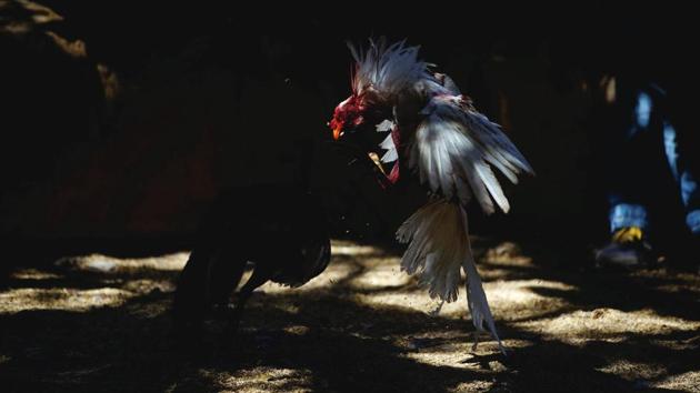 Rosters fight during a cockfight at an area. After the 1959 revolution, Cuba cracked down on cockfighting as part of a ban on gambling. Over the years official arenas have opened and hidden arenas are tolerated as long as there are no brawls. (Alexandre Meneghini / Reuters)