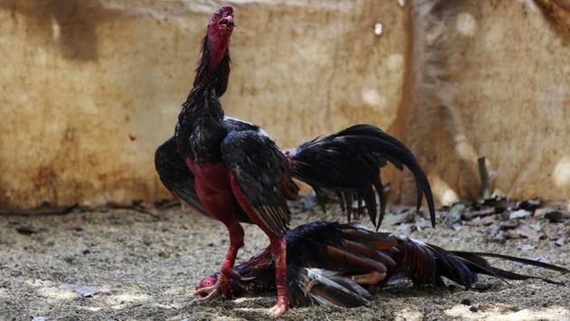 Rooster are seen during a fight at a cockfighting arena. (Alexandre Meneghini / Reuters)