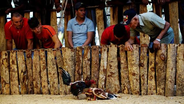 Cockfighting enthusiasts watch a fight at a cockfighting arena in Moron. (Alexandre Meneghini / Reuters)