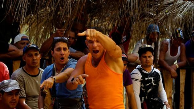 Cockfighting enthusiasts react during a fight. (Alexandre Meneghini / Reuters)
