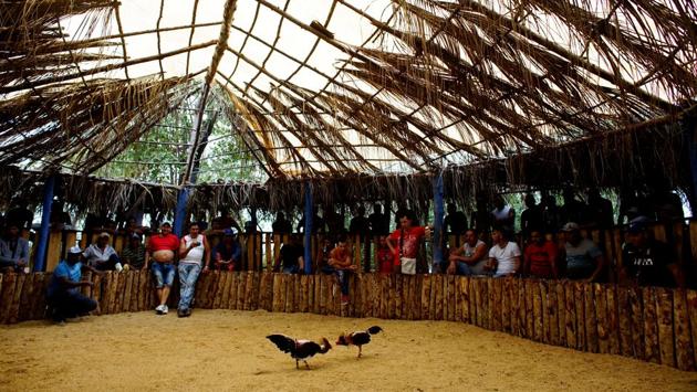 Enthusiasts argue that cockfighting is a centuries-old tradition. Critics say it is cruel, and they blame its popularity on lack of entertainment options, poor education on animal welfare, and its money-making potential. (Alexandre Meneghini / Reuters)