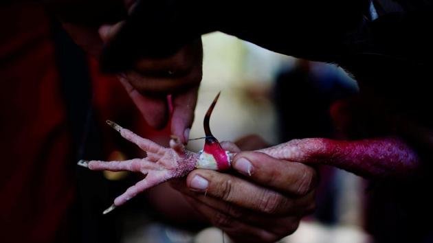 Cockfighting enthusiasts fix spurs made from tortoiseshell prior to a fight at a cockfighting arena. (Alexandre Meneghini / Reuters)