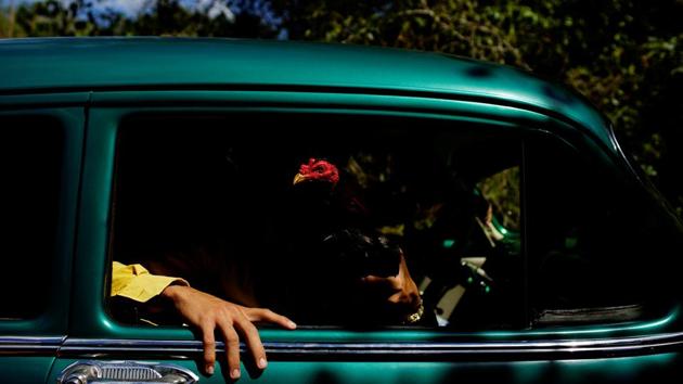 Cockfighting enthusiasts show a rooster through the window of a vintage car . (Alexandre Meneghini / Reuters)