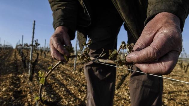 Daniel Seguinot, winegrower, shows the buds of his Chablis vineyard hit by frost in Maligny near Auxerre, northern France. (Philippe Desmazes/AFP)