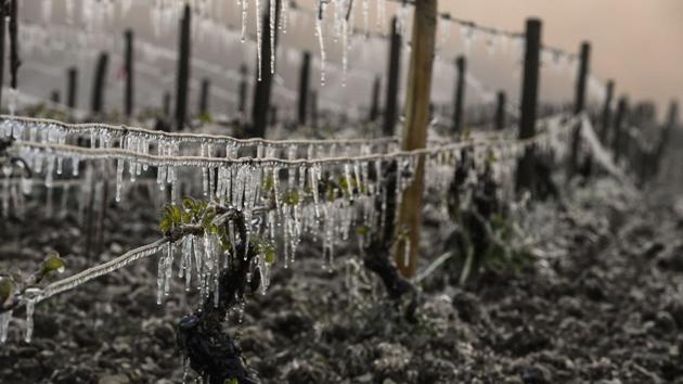 A view of Chablis vineyard hit by freeze in Chablis near Auxerre, northern France, as the frost damaged part of French vineyards and orchards. A late spring frost that hit French vineyards is threatening the harvest in Champagne and Burgundy, winegrowers warn. (Philippe Desmazes/AFP)