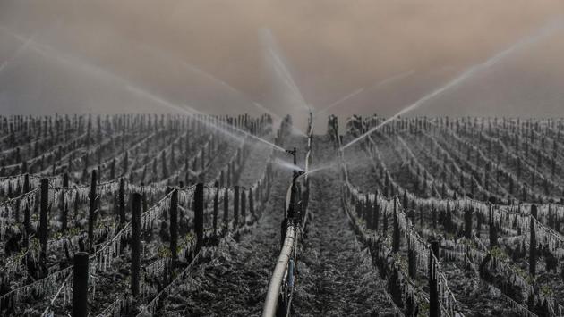 Water being sprayed on a Chablis vineyard to protect it against freeze. Many winegrowers are trying to limit the damage using heaters or the more traditional method of setting out oil drums with fires burning in them among the vines. (Philippe Desmazes/AFP)