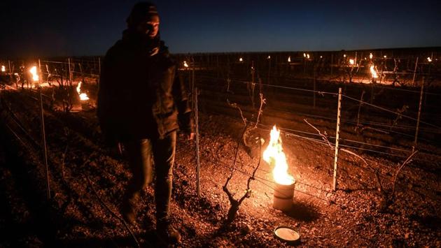 The damage could reach 40 to 50 percent of the harvest, said Jean-Charles Tissot, chairman of the local wine marketing council. (Philippe Desmazes/AFP)