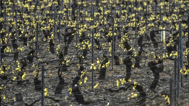 Some winegrowers use wind machines to keep frost from setting in. (Philippe Desmazes/AFP)