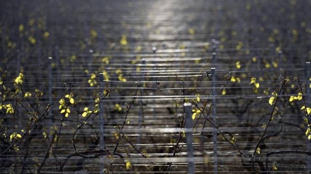 Others use water sprinklers, allowing a fine coating of ice to form on vines and keep them from freezing through, acting as mini-igloos. (Philippe Desmazes/AFP)