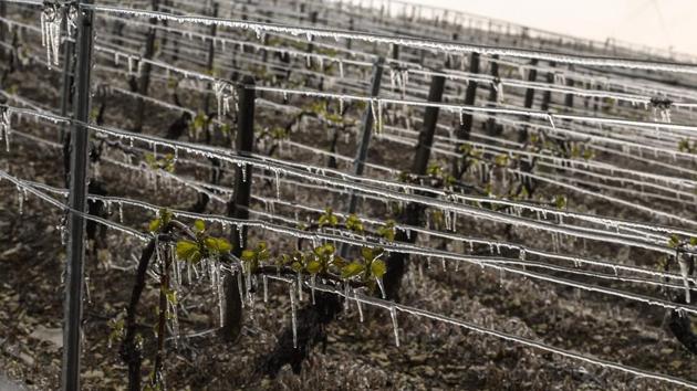 The cold snap will also hurt the harvest in the eastern Jura region, famed for its sherry-like vin jaune (yellow wine). (Philippe Desmazes/AFP)