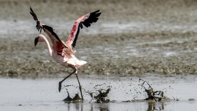 Hello, birdie. (Kunal Patil/HT Photo)