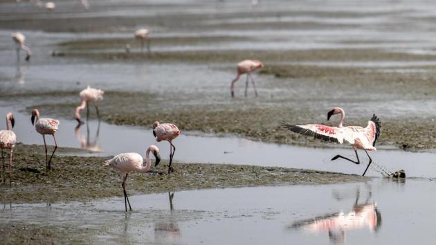 Here’s a bird causing a flutter. (Kunal Patil/HT Photo)