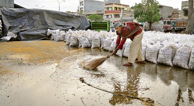 Punjab’s Jalandhar, too, received rainfall on Friday night. Light rain continued on Saturday, drenching the recently-procured wheat at the city’s grain market. (Pardeep Pandit/HT) 