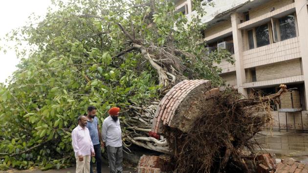 A tree uprooted due to heavy wind near grain market in Patiala . (Bharat Bhushan /HT)