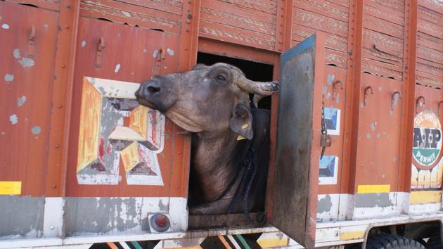 There is no ban on the slaughter of buffaloes in the country but cow vigilante groups have meat traders on the edge.(Prabhakar Sharma/ HT file photo)